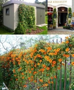 Karagözlü suzan sarmaşığı fidesi thunbergia orange beauty