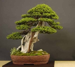 Japanese yew taxus cuspidata japon bonsai tohumu