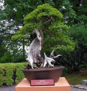 Japanese yew taxus cuspidata japon bonsai tohumu