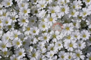 Cerastium tohumu sadece 10-15 cm boylanan yayılıcı tür