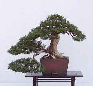 Japanese yew taxus cuspidata japon bonsai tohumu