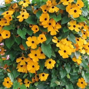 Karagözlü suzan sarmaşığı fidesi thunbergia alata gold