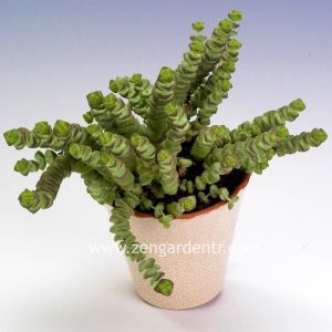 Crassula rupestris subsp. marnieriana