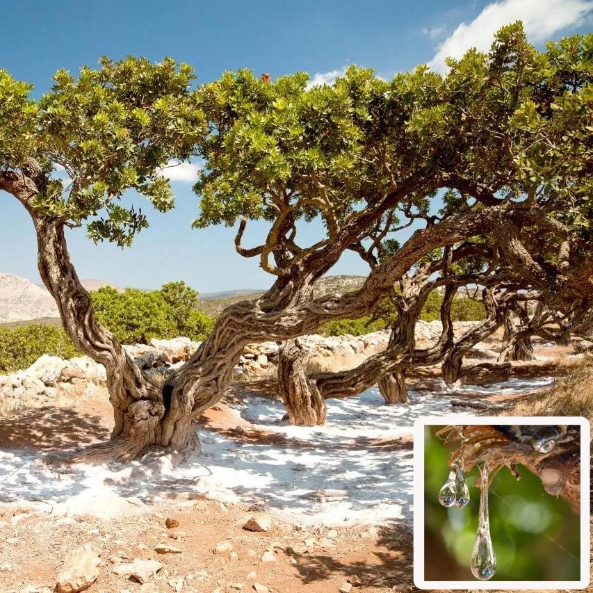 Damla sakız ağacı fidanı Pistacia lentiscus var. Chia