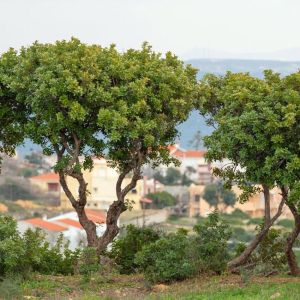 Damla sakız ağacı fidanı Pistacia lentiscus var. Chia