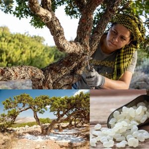 Damla sakız ağacı fidanı Pistacia lentiscus var. Chia