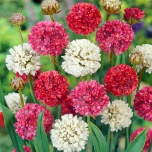 Katlı armeria tohumu mix sadece 30 cm boylanan çeşit