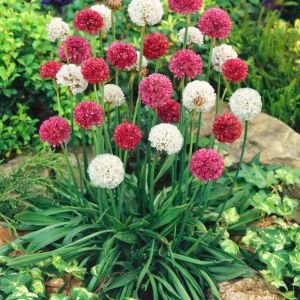 Katlı armeria tohumu mix sadece 30 cm boylanan çeşit