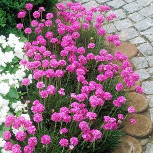 Katlı armeria tohumu mix sadece 30 cm boylanan çeşit