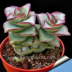 Crassula perforata var. kızaran yapraklı