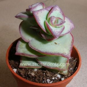 Crassula perforata var. kızaran yapraklı