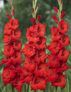 Bonfire glayöl çiçek soğanı ithal gladiolus