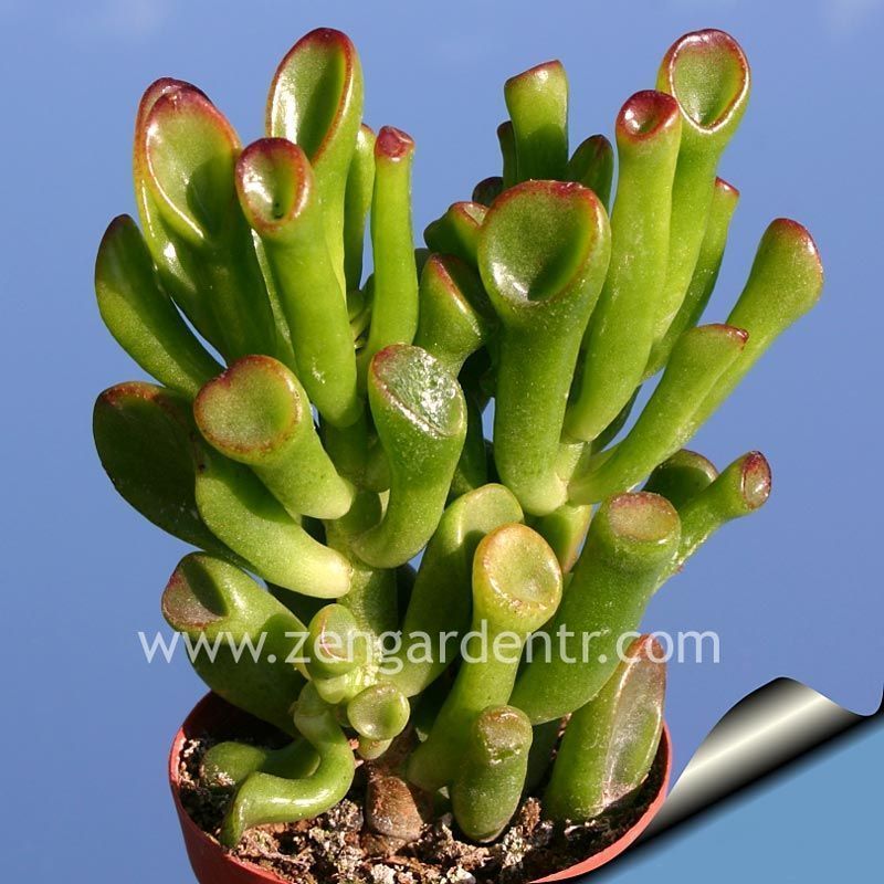 Crassula gollum sukulent bitki