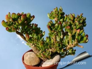 Crassula gollum sukulent bitki