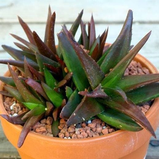 Aloe black gem sukulent bitki