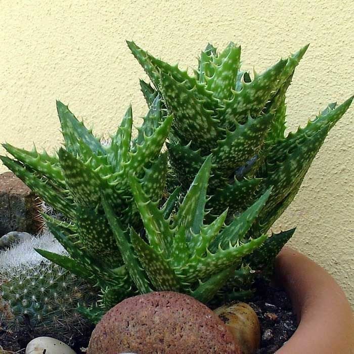 Aloe zanzibarica sukulent bitki