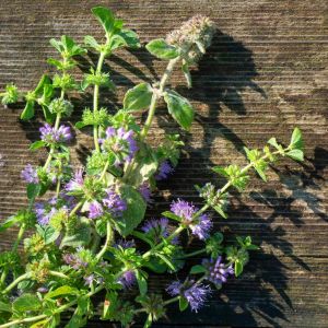 Royal nane tohumu yarpuz mint pennyroyal mentha pulegium