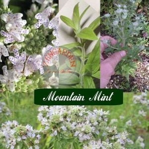 Dağ nanesi tohumu mountain mint doğadan gelen şifalı nane