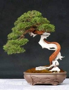 English yew taxus baccata porsuk ağacı bonsai tohumu