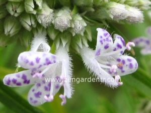 Dağ nanesi tohumu mountain mint doğadan gelen şifalı nane