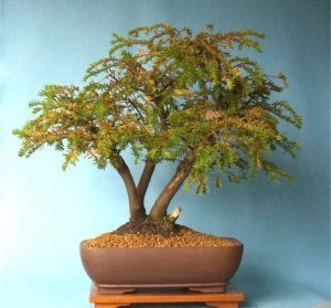 English yew taxus baccata porsuk ağacı bonsai tohumu