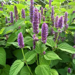 Japon nanesi tohumu japanese mint seeds agastache