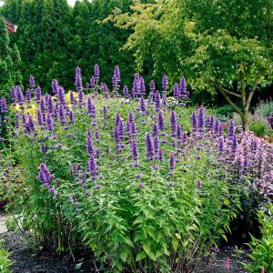 Japon nanesi tohumu japanese mint seeds agastache