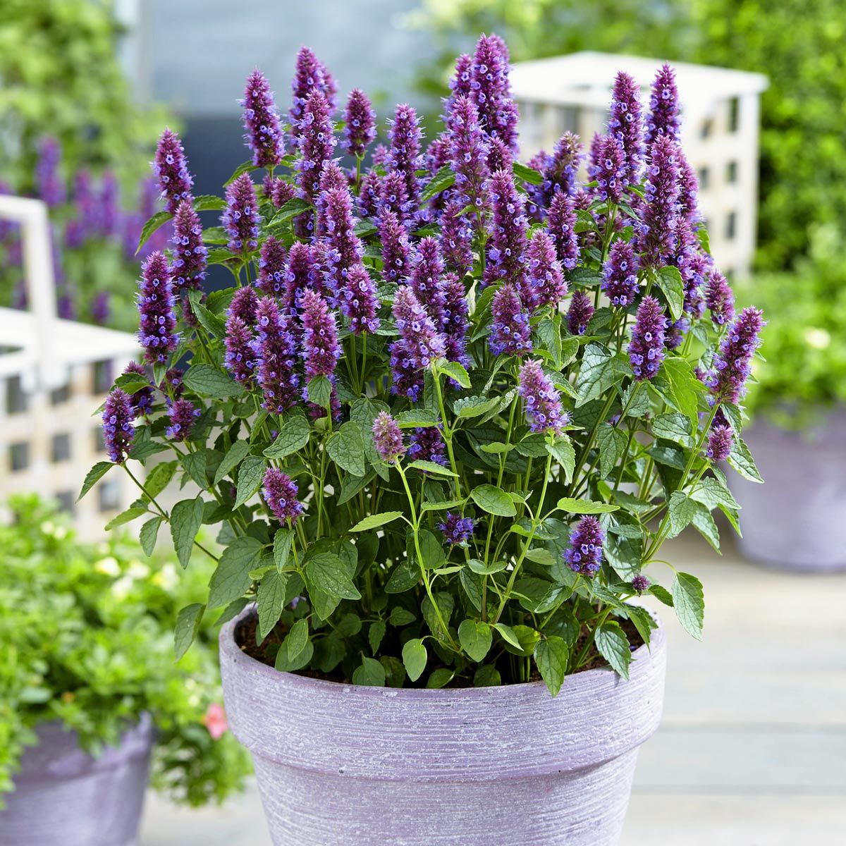 Japon nanesi tohumu japanese mint seeds agastache