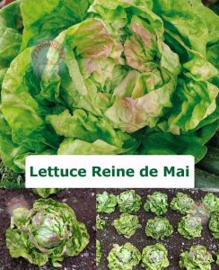 Mayıs kraliçesi marul tohumu may queen lettuce