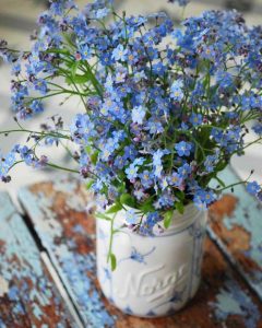Beni unutma çiçeği tohumu myosotis sylvatica mavi çiçekli