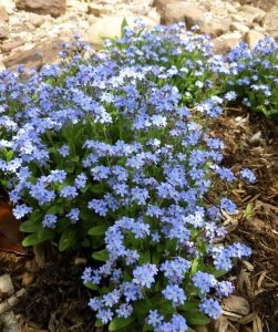 Beni unutma çiçeği tohumu myosotis sylvatica mavi çiçekli