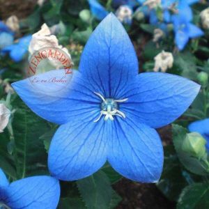 Mavi balon çiçeği tohumu fuji blue platycodon grandiflora