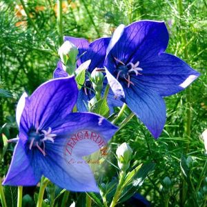 Mavi balon çiçeği tohumu fuji blue platycodon grandiflora