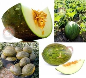 İspanyol kışlık kavun tohumu geleneksel piel de sapo melon