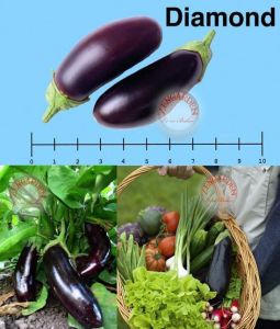 Pırlanta patlıcan tohumu atalık diamond eggplant