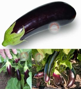 Pırlanta patlıcan tohumu atalık diamond eggplant