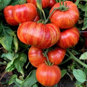 Altın sırık pembe domates tohumu Atalık Vintage Wine tomato