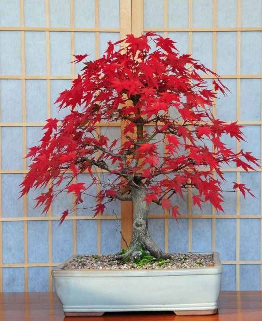 Japanese maple acer atropurpureum japon akçaağaç tohumu