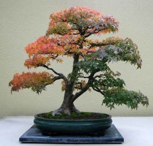 Japanese maple acer atropurpureum japon akçaağaç tohumu