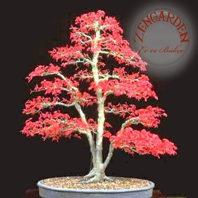 Acer atropurpureum cv. japanese maple bloodgood iyikan akçaağaç tohumu