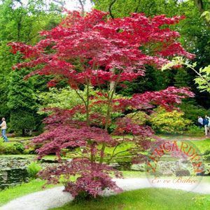 Acer atropurpureum cv. japanese maple bloodgood iyikan akçaağaç tohumu