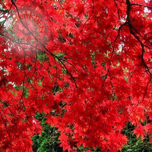 Acer atropurpureum cv. japanese maple bloodgood iyikan akçaağaç tohumu