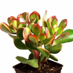 Crassula ovata hummel's sunset para ağacı sukulent