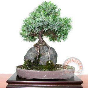 Juniperus rigida tapınak ağacı tohumu