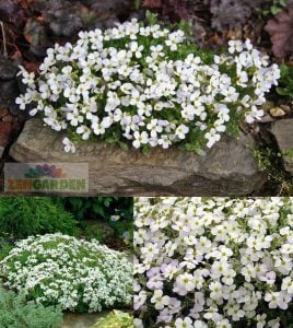 Beyaz aubrieta fidesi çiçekli yer örtücü obrizya