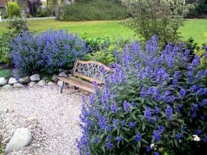 Mavi sakal çalısı fidesi caryopteris clandonensis