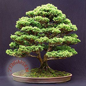 Cryptomeria japonica japon sugi sedir ağacı tohumu