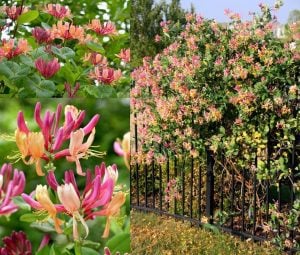 Kokulu hanımeli fidesi lonicera heckrottii goldflame honeysuckle