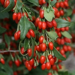 Goji berry fidesi kurt üzümü fidanı NQ1