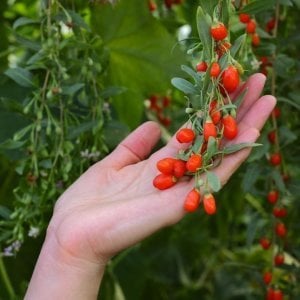 Goji berry fidesi kurt üzümü fidanı NQ1